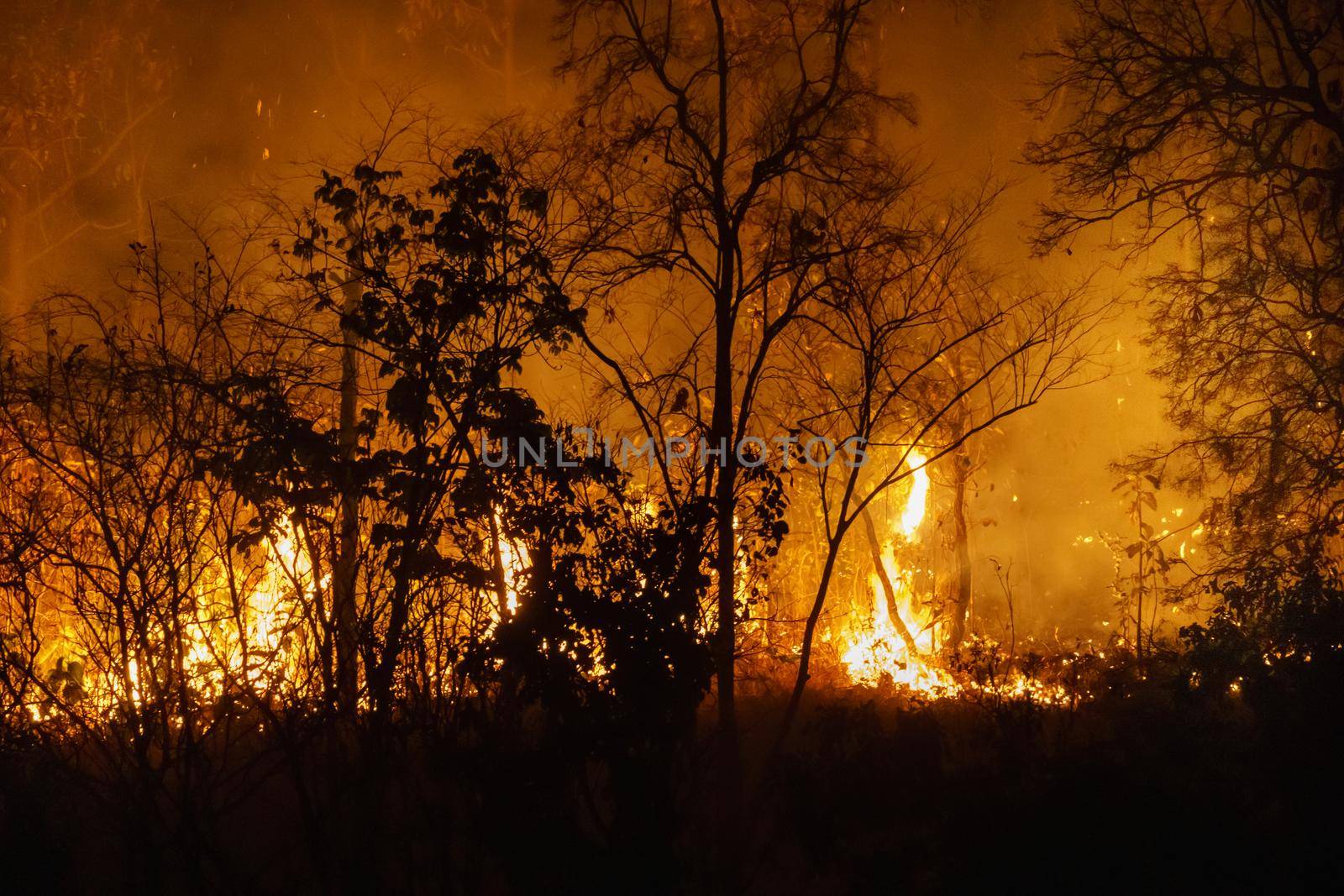 forest fire disaster is burning caused by human by toa55