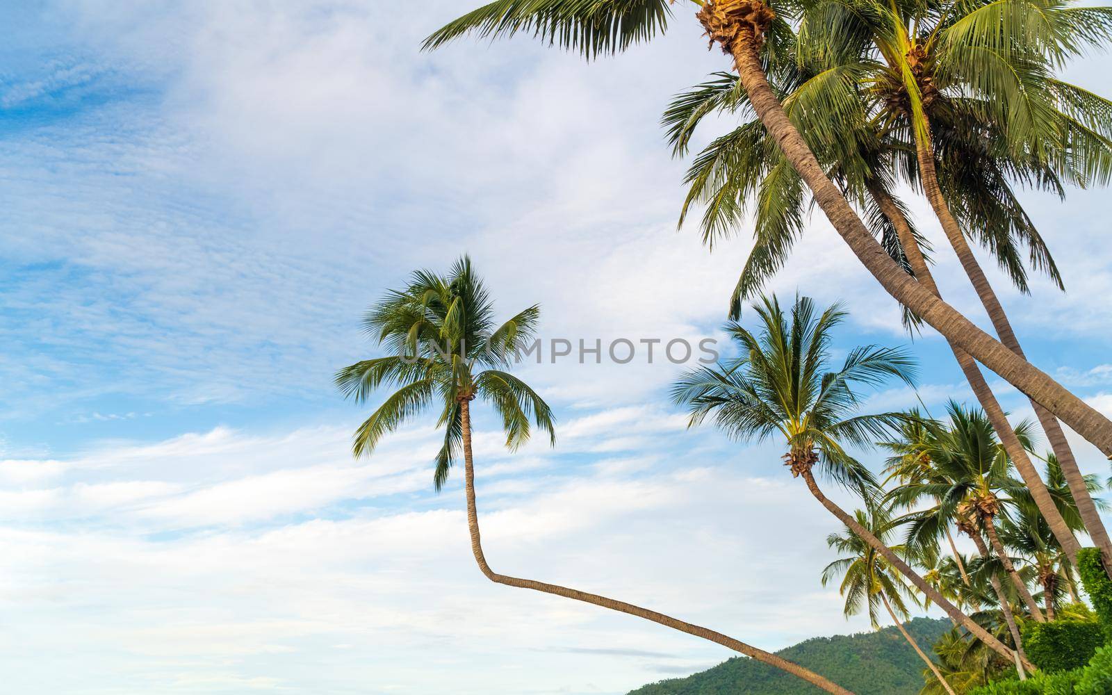 Tropical beach with coconut trees. Koh Samui, Thailand by toa55
