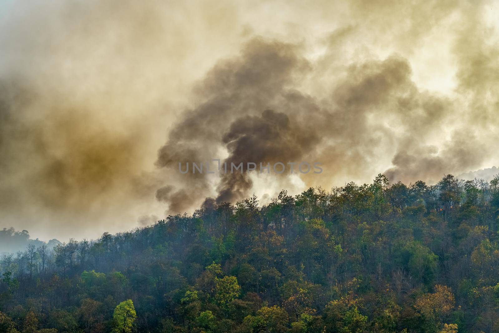 Rain forest fire disaster is burning caused by humans