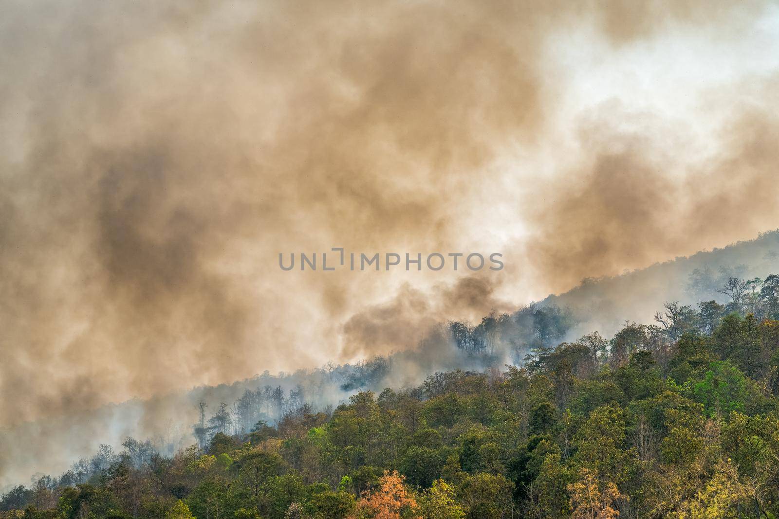 Rain forest fire disaster is burning caused by humans