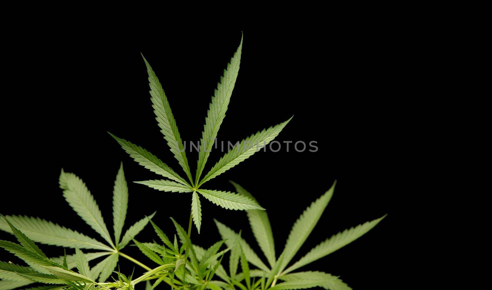 Marijuana cannabis plant for agriculture medicine by toa55
