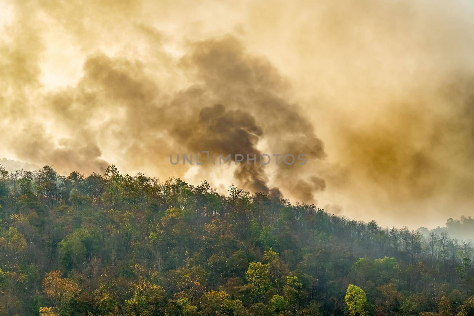 Rain forest fire disaster is burning caused by humans by toa55