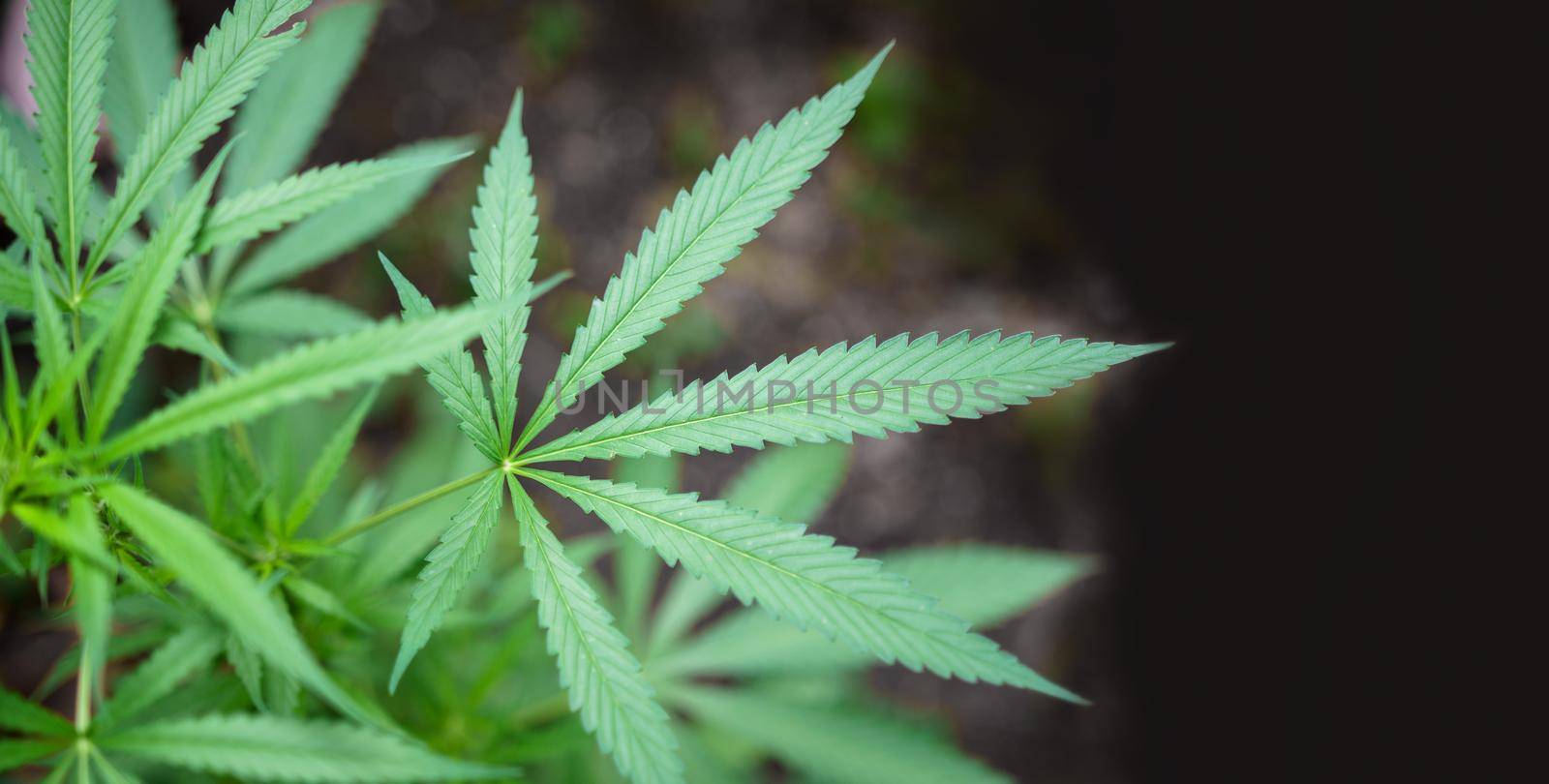 Marijuana cannabis plant for agriculture medicine by toa55