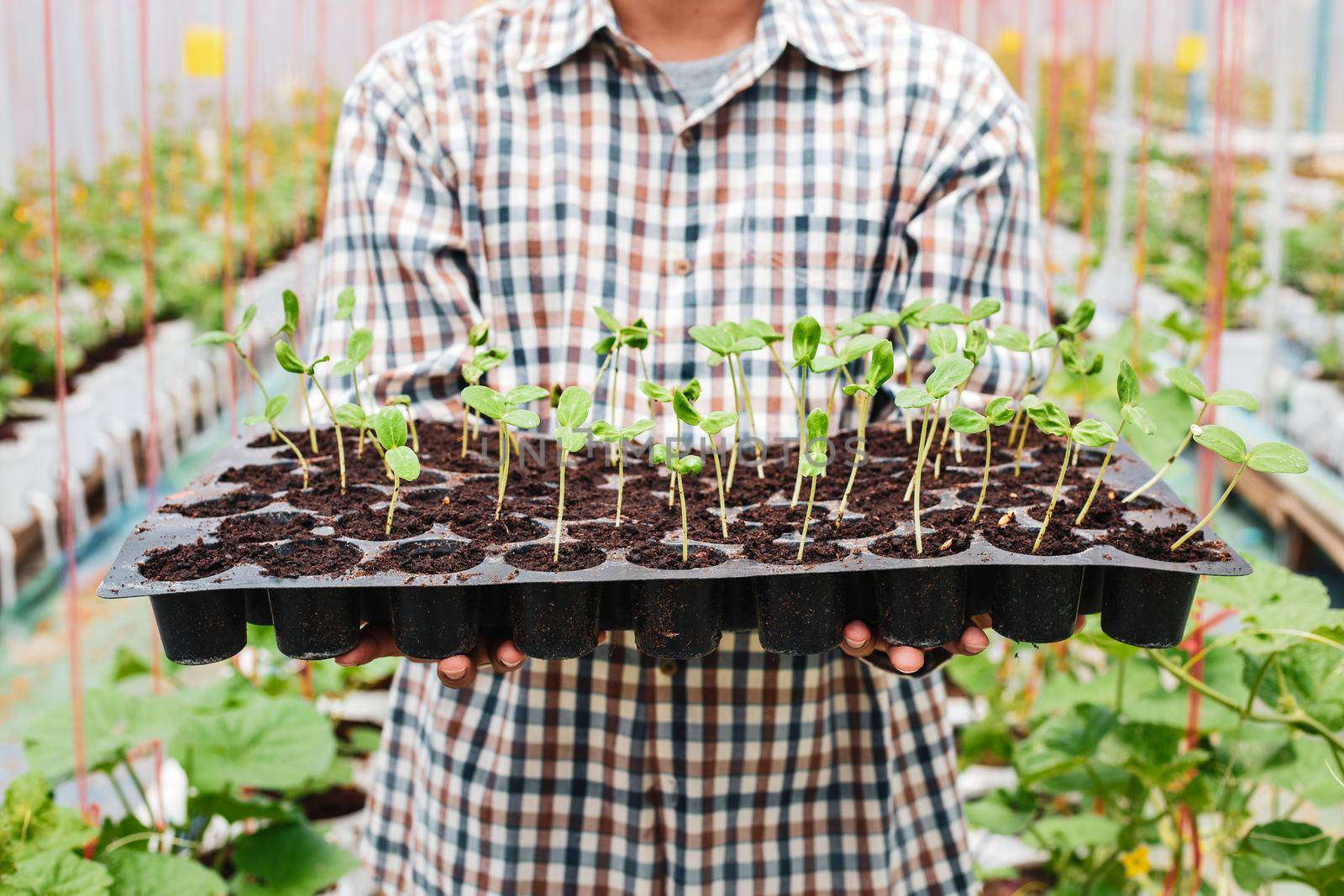 Farmer carry melon seedling tray in greenhouse