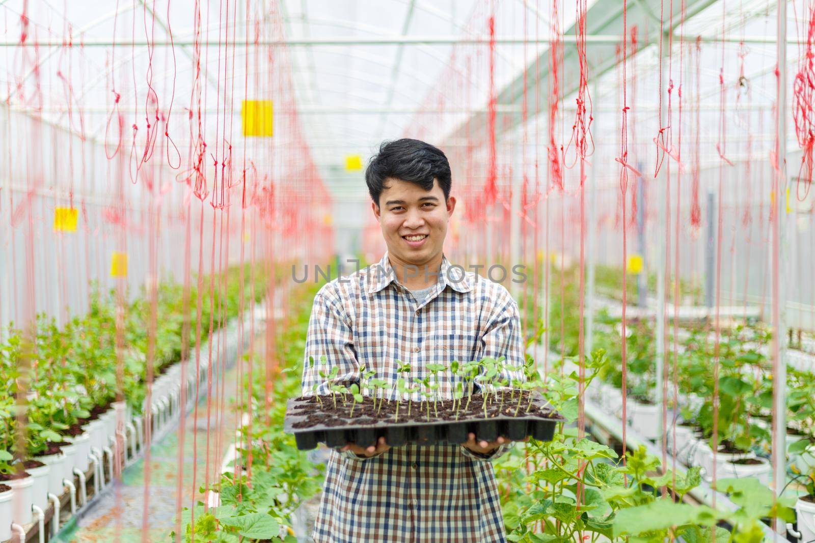 Farmer carry melon seedling tray in greenhouse