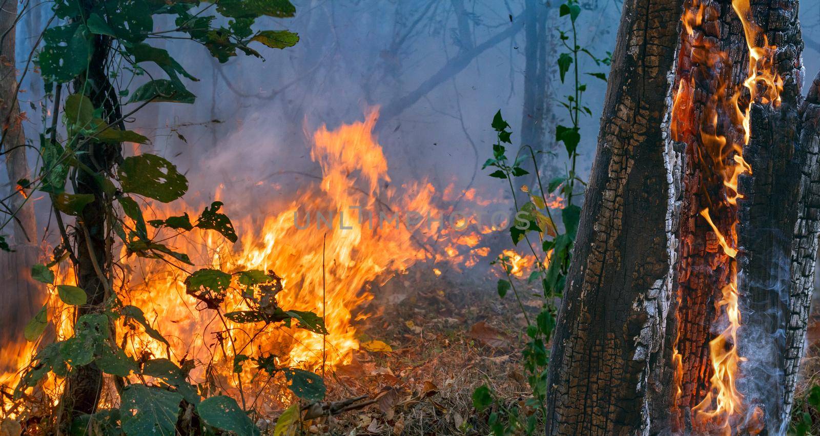 Rain forest fire disaster is burning caused by humans by toa55