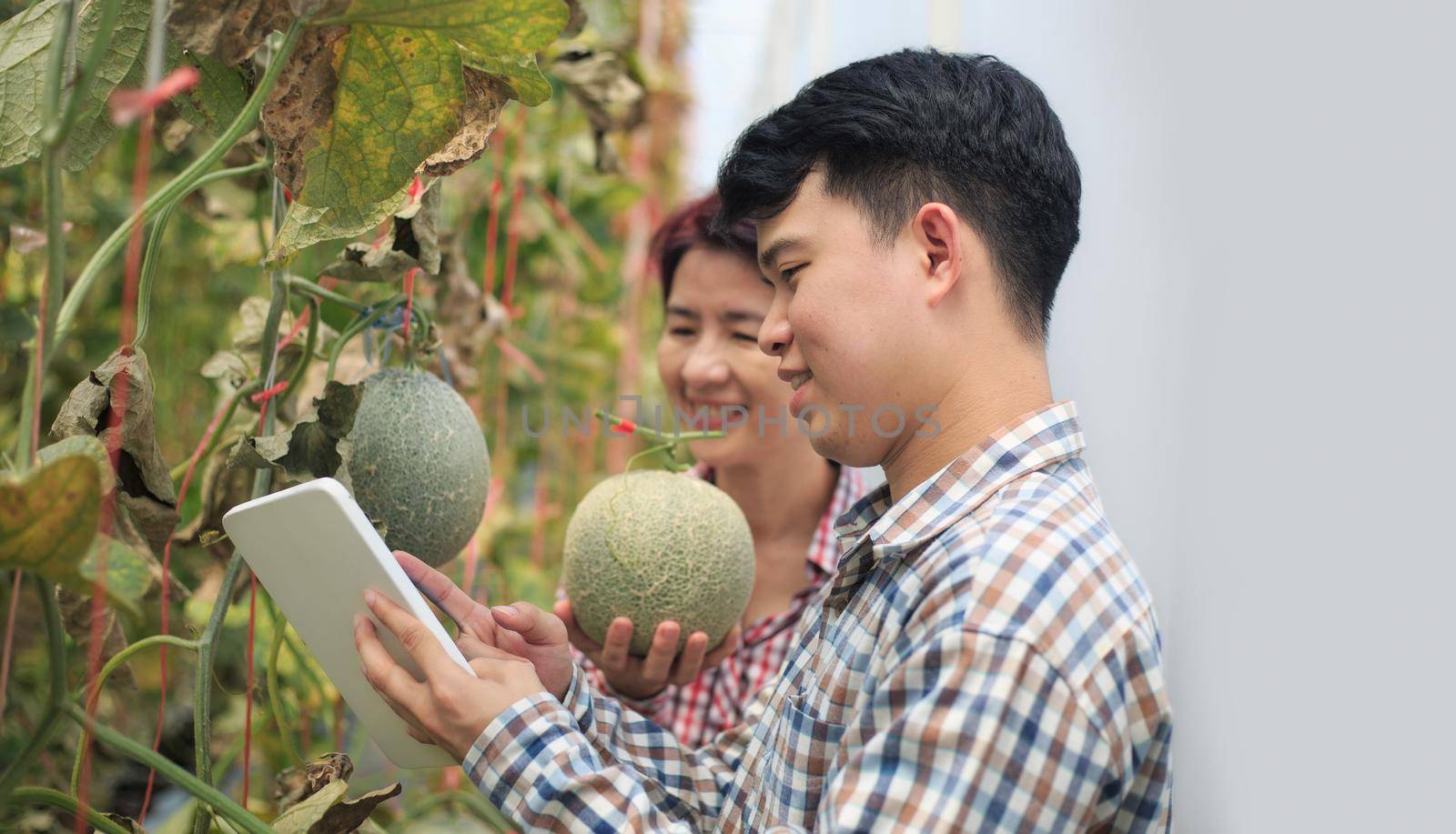 Farmers using tablet computer check the damaging diseases in melons leaves infected by downy mildew by toa55
