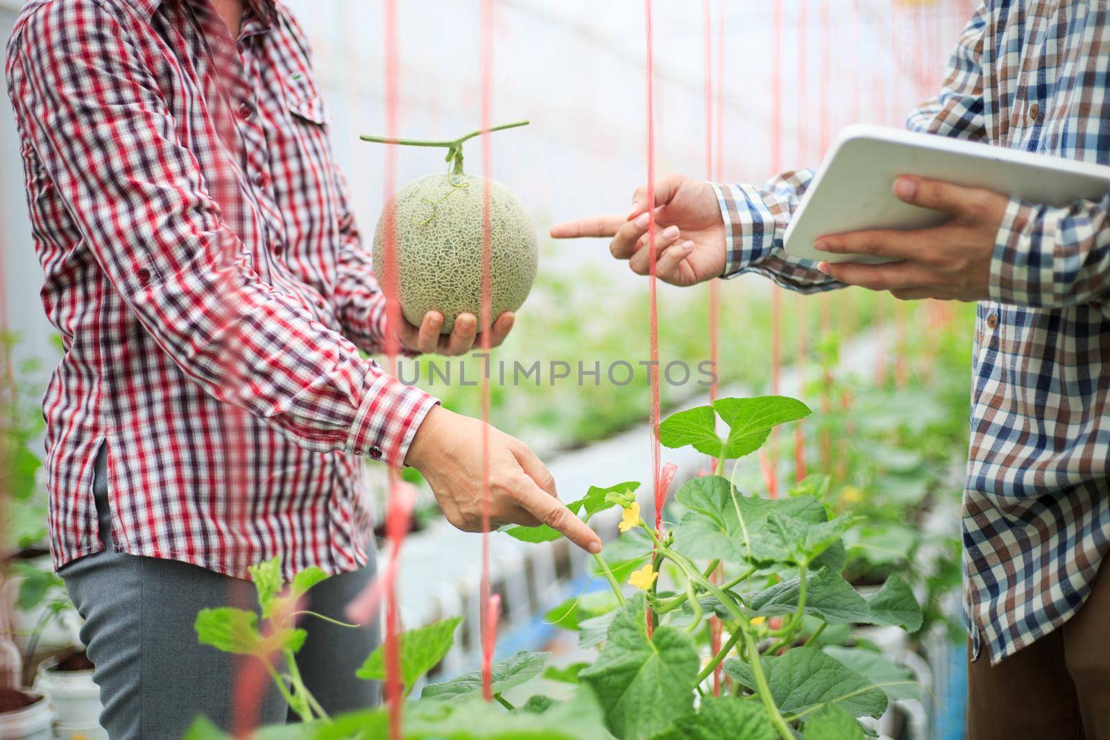 Smart farm, Farmer using tablet computer control agricultural system in green house brfore harvest. by toa55