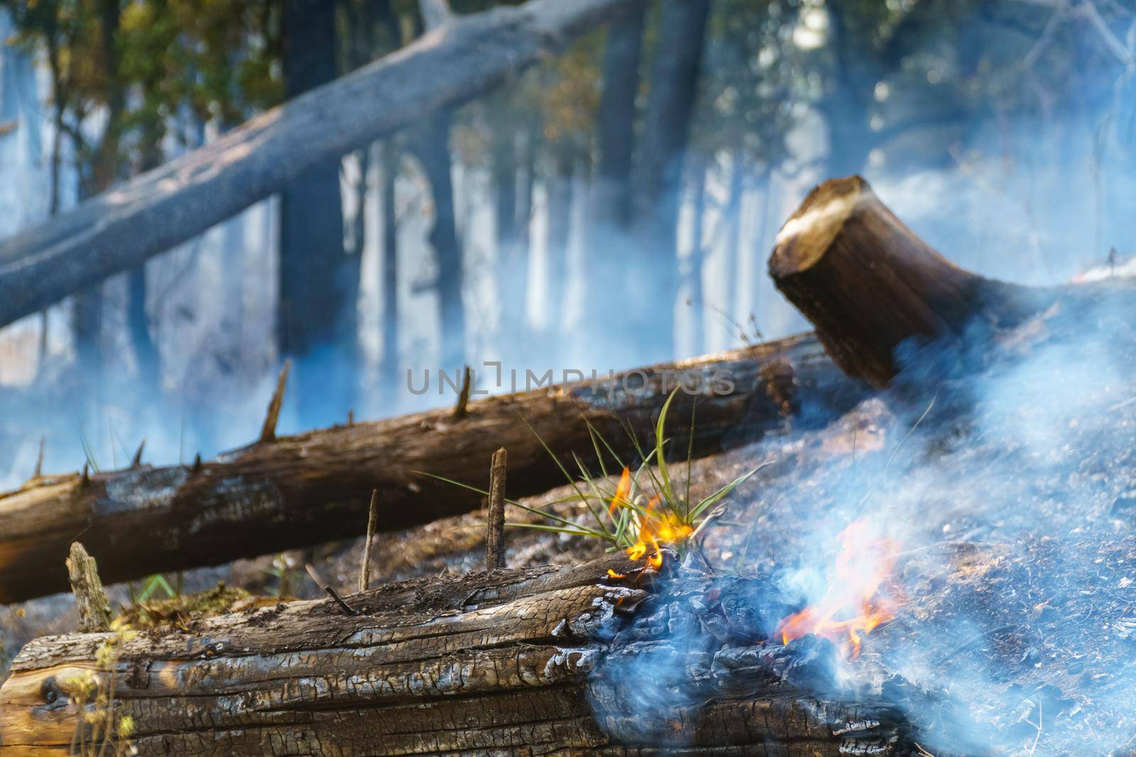 After rain forest fire disaster is burning caused by humans