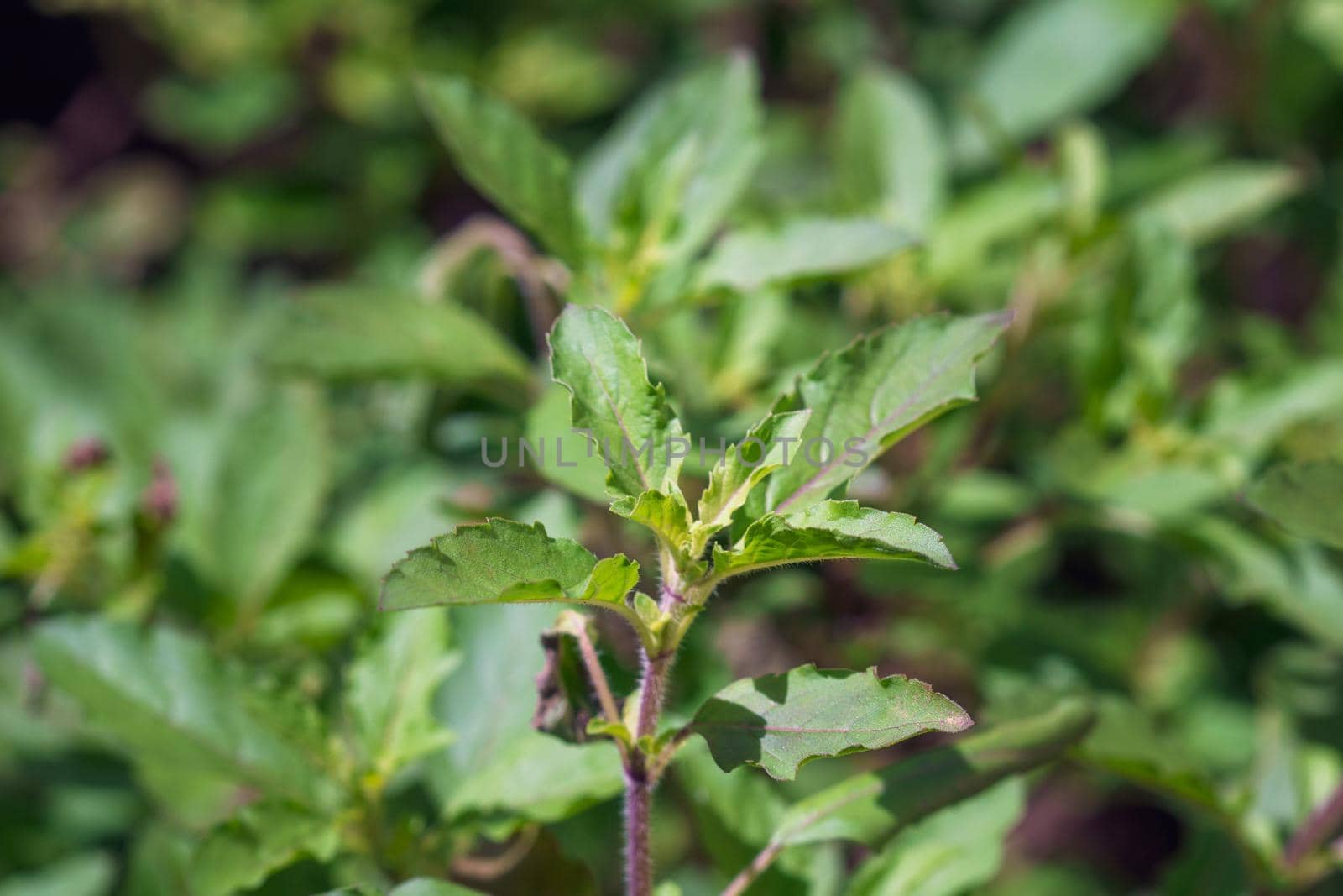 Holy basil leaf in garden by toa55