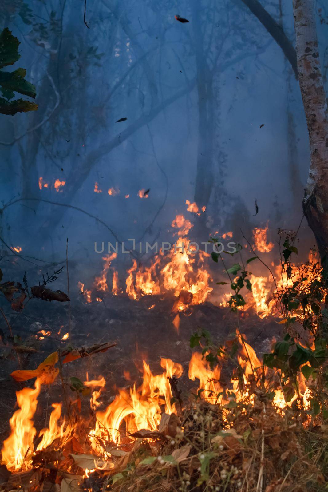 Rain forest fire disaster is burning caused by humans