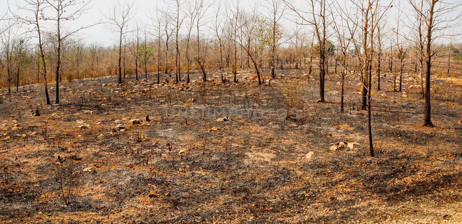 The destruction of forests for shifting cultivation in Thailand.