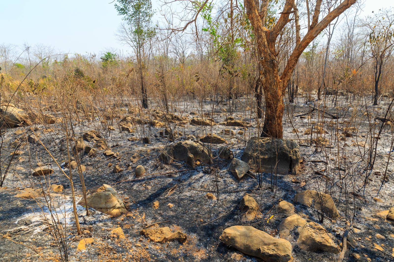 After rain forest fire disaster is burning caused by humans