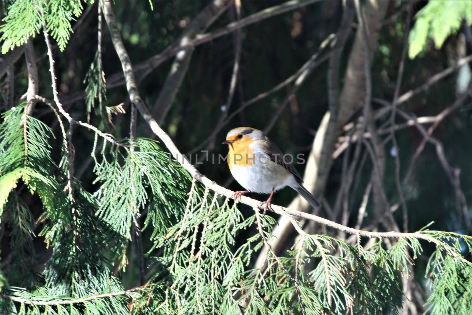 A little robin sits on a green tree branch