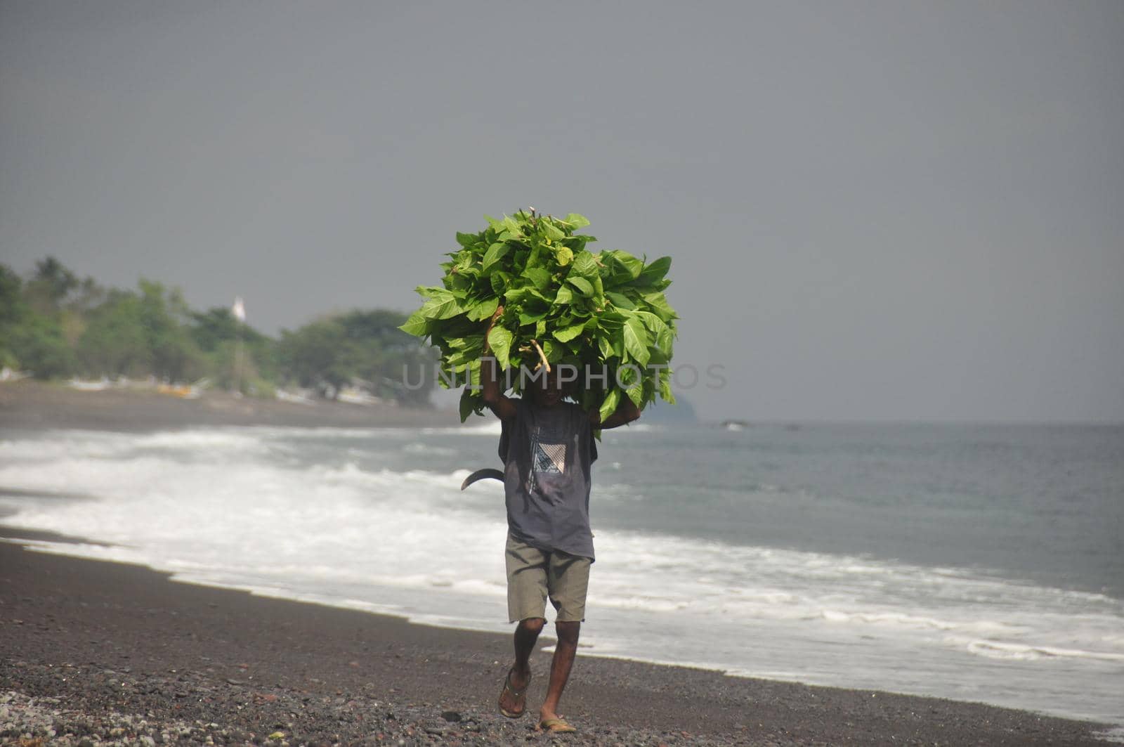 BALI, INDONESIA - 7 MAY 2014 Ethnic man carrying huge pile of green leaves on volcanic black sandy beach of Bali. Worker poor Man carrying green bunch on black sandy beach from Agung or Batur volkano