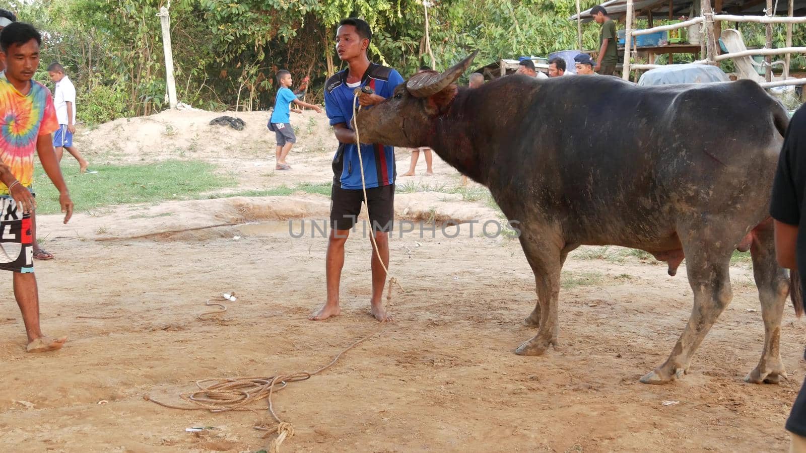 KOH SAMUI, THAILAND - 24 MAY 2019 Rural thai people gather during festival and arrange the traditional battles of their angry water buffaloes on makeshift public arena and betting on these bull fight by DogoraSun