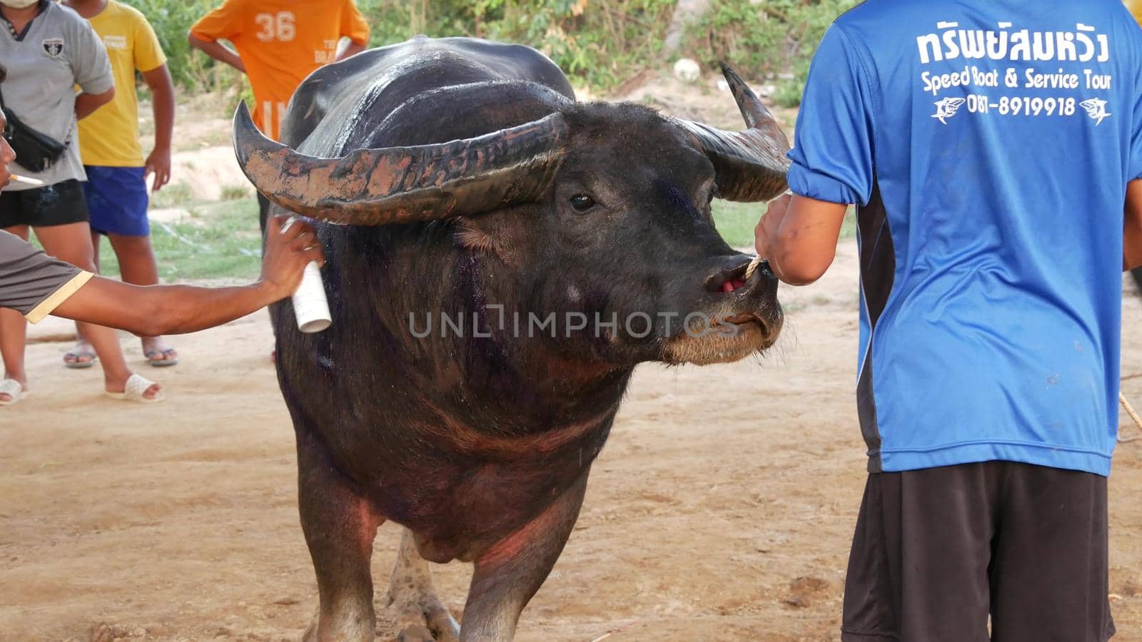 KOH SAMUI, THAILAND - 24 MAY 2019 Rural thai people gather during festival and arrange the traditional battles of their angry water buffaloes on makeshift public arena and betting on these bull fight by DogoraSun