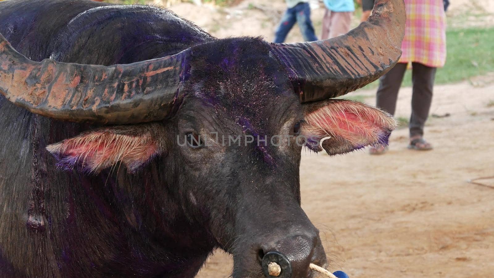 KOH SAMUI, THAILAND - 24 MAY 2019 Rural thai people gather during festival and arrange the traditional battles of their angry water buffaloes on makeshift public arena and betting on these bull fight by DogoraSun