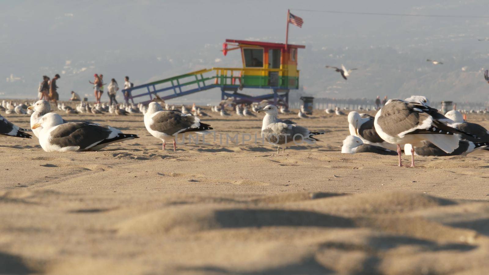 LOS ANGELES CA USA - 16 NOV 2019: California summertime Venice beach aesthetic. Sea gulls on sunny california coast, iconic retro wooden rainbow lgbt pride lifeguard watchtower near Santa Monica by DogoraSun
