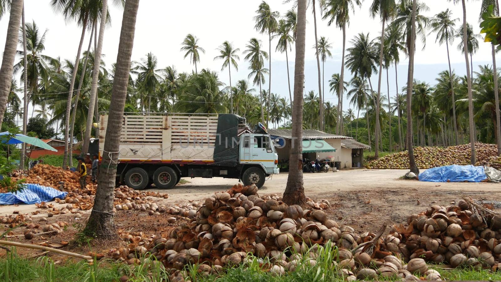 KOH SAMUI ISLAND, THAILAND - 1 JULY 2019: Asian thai men working on coconut plantation sorting nuts ready for oil and pulp production. Traditional asian agriculture and job. by DogoraSun