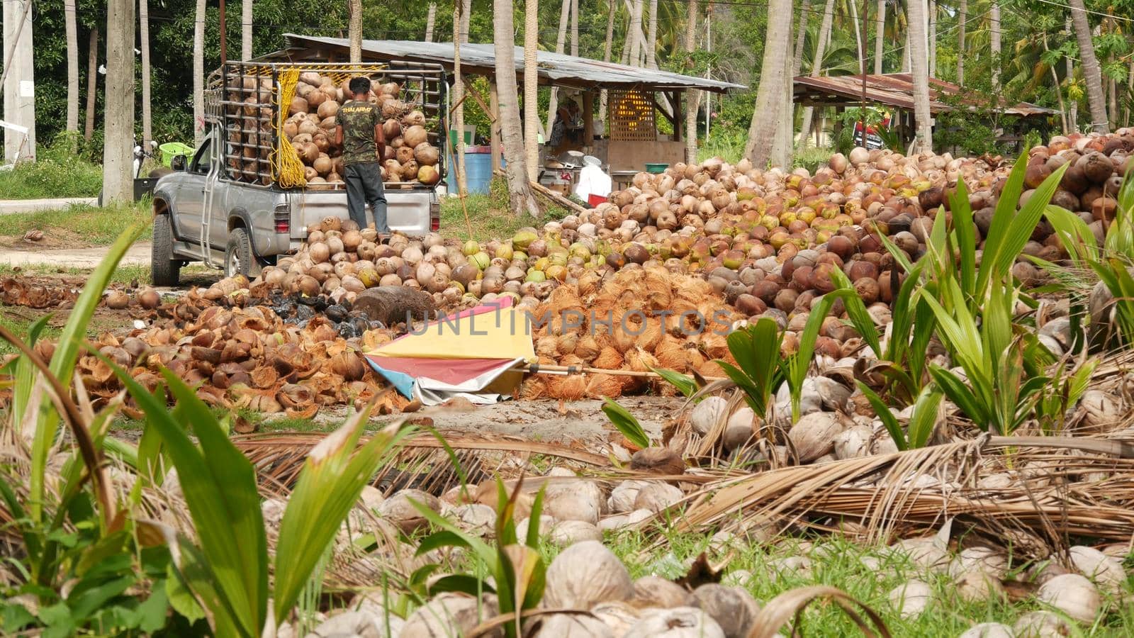 KOH SAMUI ISLAND, THAILAND - 1 JULY 2019: Asian thai men working on coconut plantation sorting nuts ready for oil and pulp production. Traditional asian agriculture and job