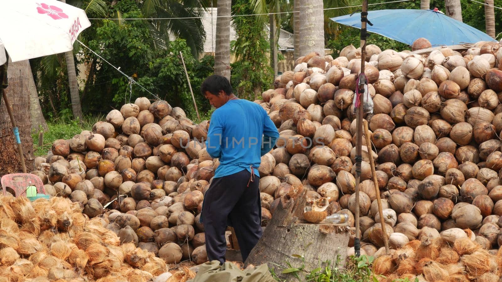 KOH SAMUI ISLAND, THAILAND - 1 JULY 2019: Asian thai men working on coconut plantation sorting nuts ready for oil and pulp production. Traditional asian agriculture and job. by DogoraSun