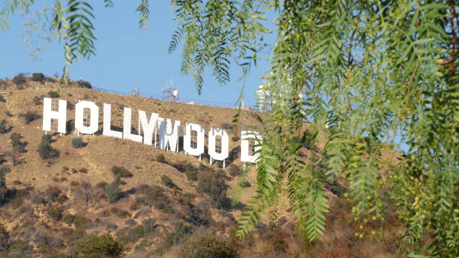 LOS ANGELES, CALIFORNIA, USA - 7 NOV 2019: Iconic Hollywood sign. Big letters on hills as symbol of cinema, movie studios and entertainment industry. Large text on mountain, view thru green leaves.