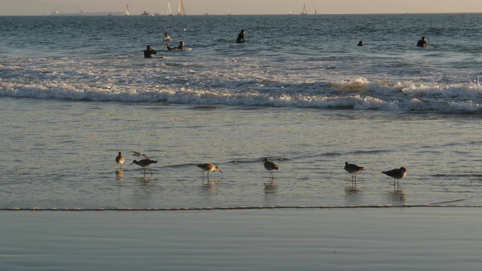 LOS ANGELES CA USA - 16 NOV 2019: California summertime Venice beach aesthetic. Sea gull near splashing waves of pasific ocean tide. Many surfers waiting in water. Birds in golden unset light by DogoraSun