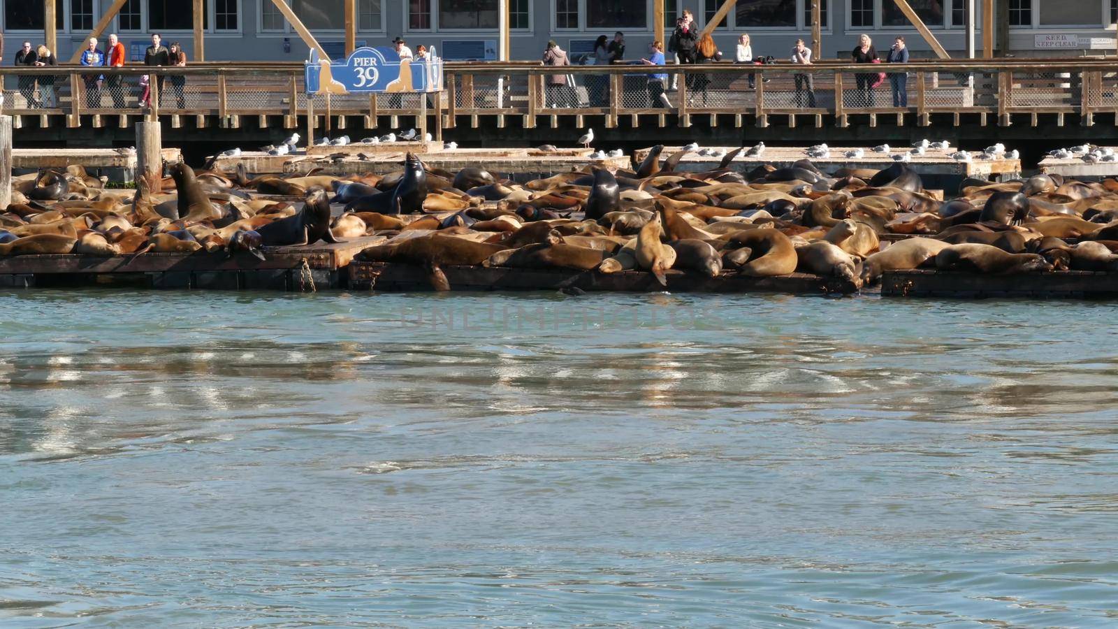 SAN FRANCISCO, CALIFORNIA, USA - 25 NOV 2019: Many seals on pier 39, tourist landmark. People near sea lion rookery in natural habitat . Colony of wild marine mammals at harbor dock, herd at wharf by DogoraSun