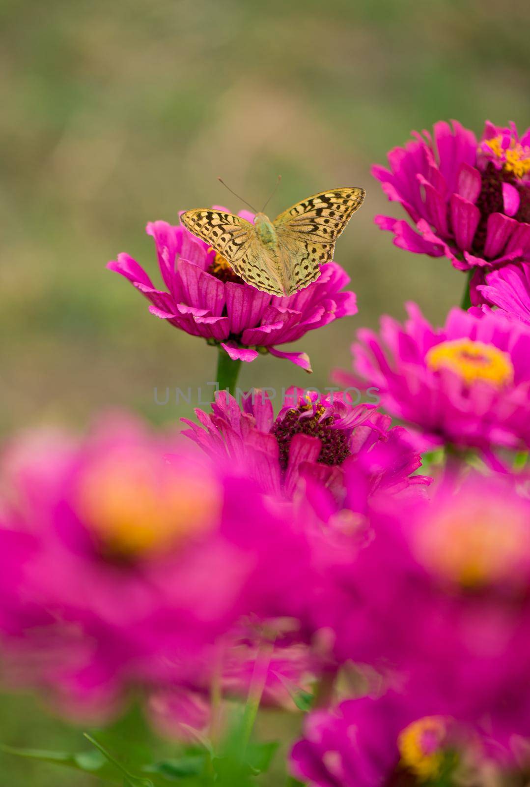 Closed up Butterfly on flower -Blur flower background
