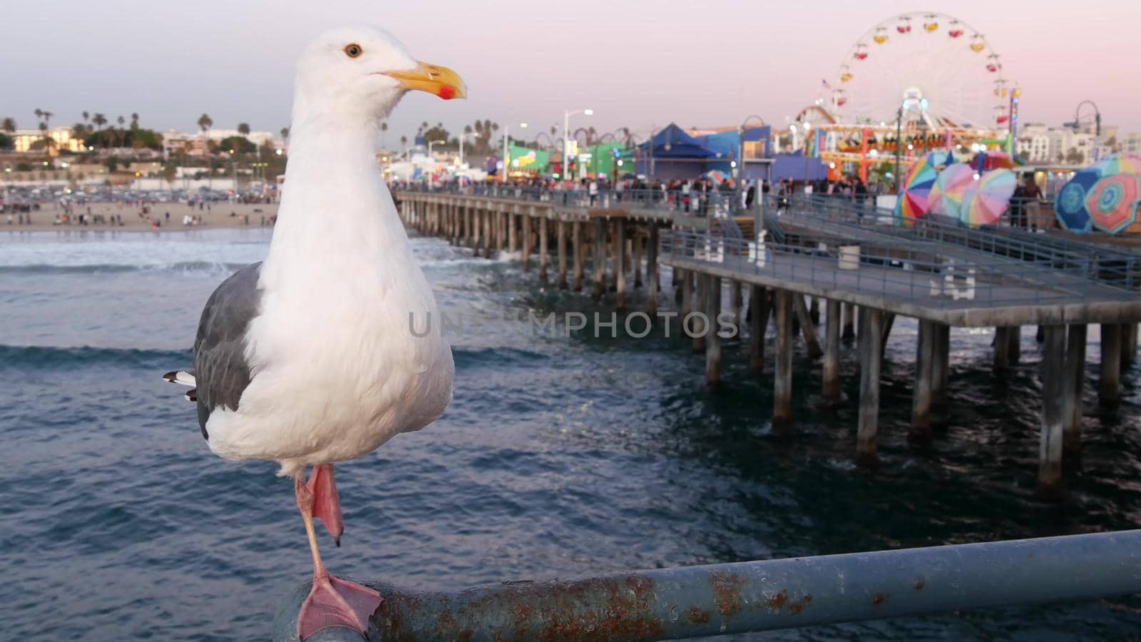 SANTA MONICA, LOS ANGELES, USA - 28 OCT 2019: Cute funny sea gull on pier railing. California summertime beach aesthetic, pink sunset. Ocean waves, defocused people and beachfront weekend houses by DogoraSun