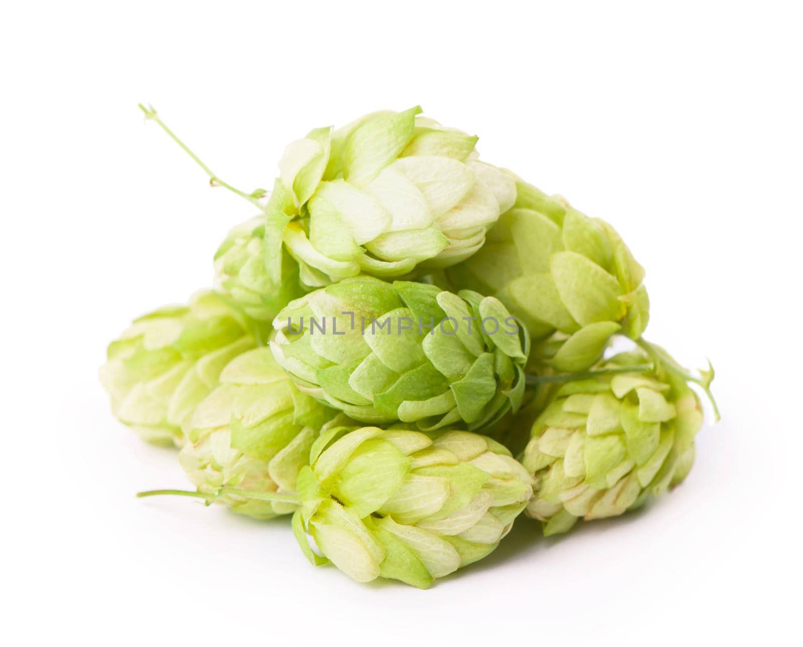 Fresh green hop branch, isolated on a white background. Hop cones for making beer and bread. by aprilphoto