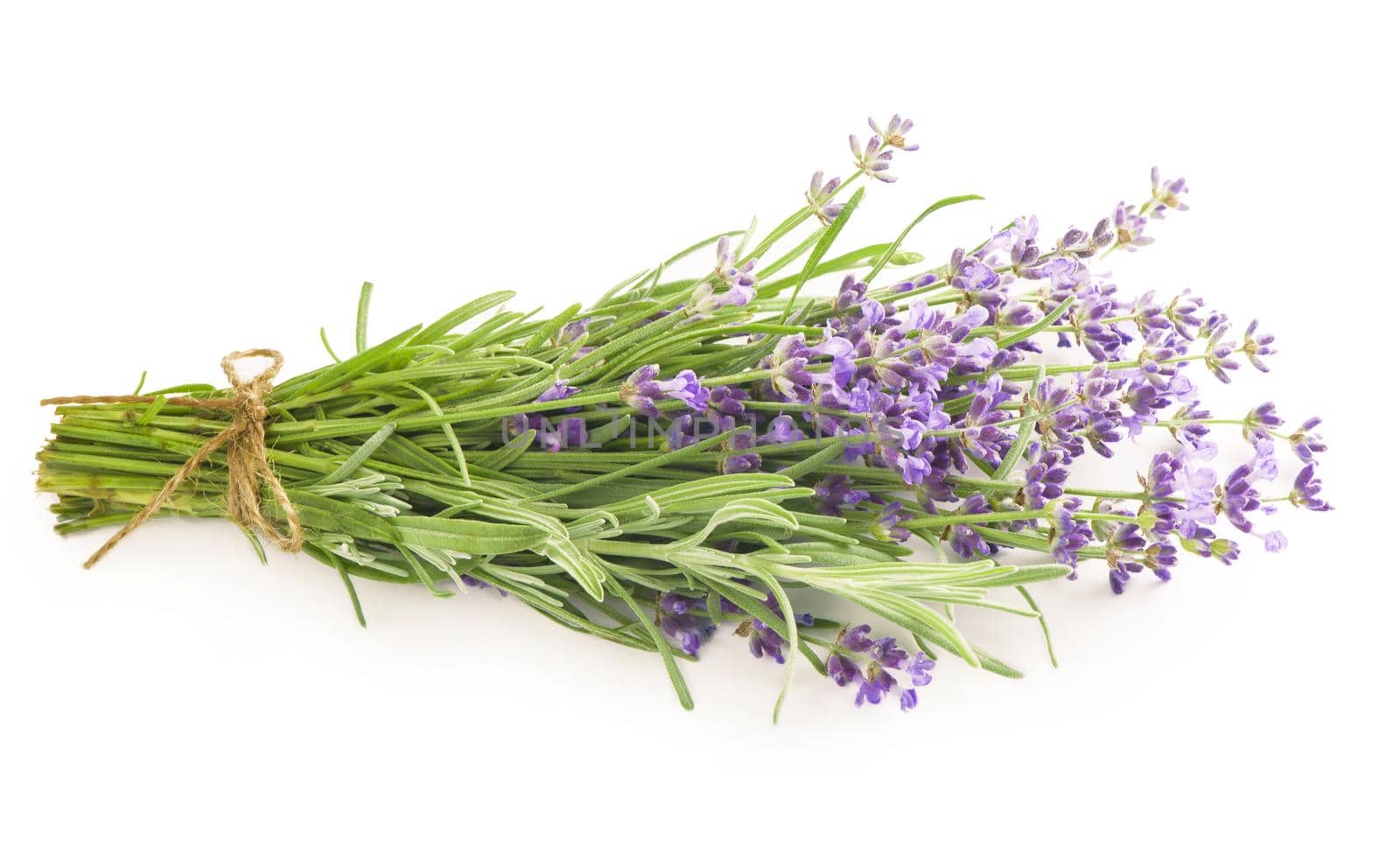 Lavender flowers bundle on a white background.