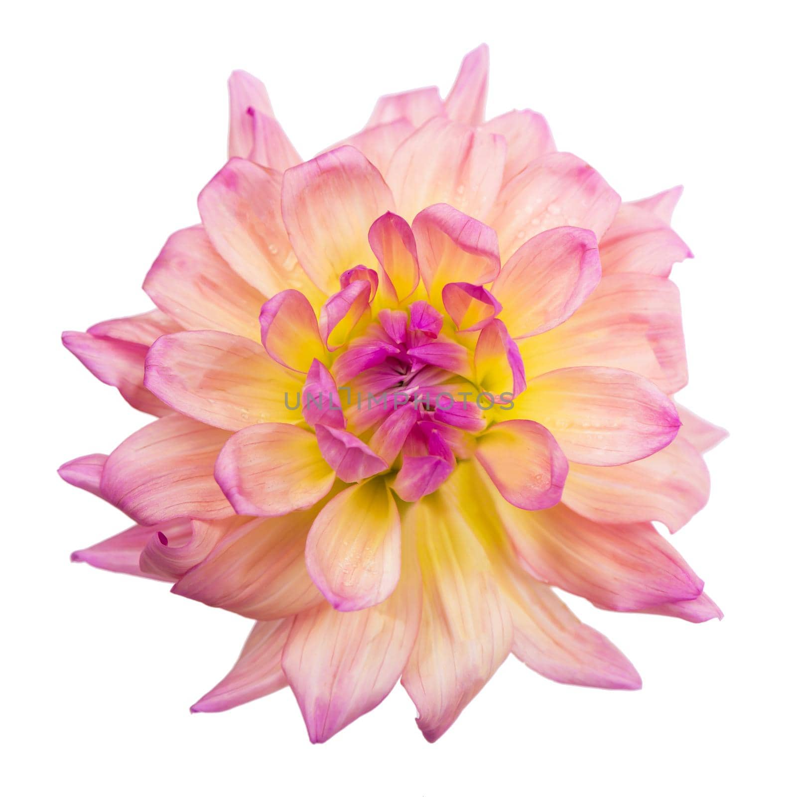 Deautiful flower of pink dahlia isolated on a white background by aprilphoto