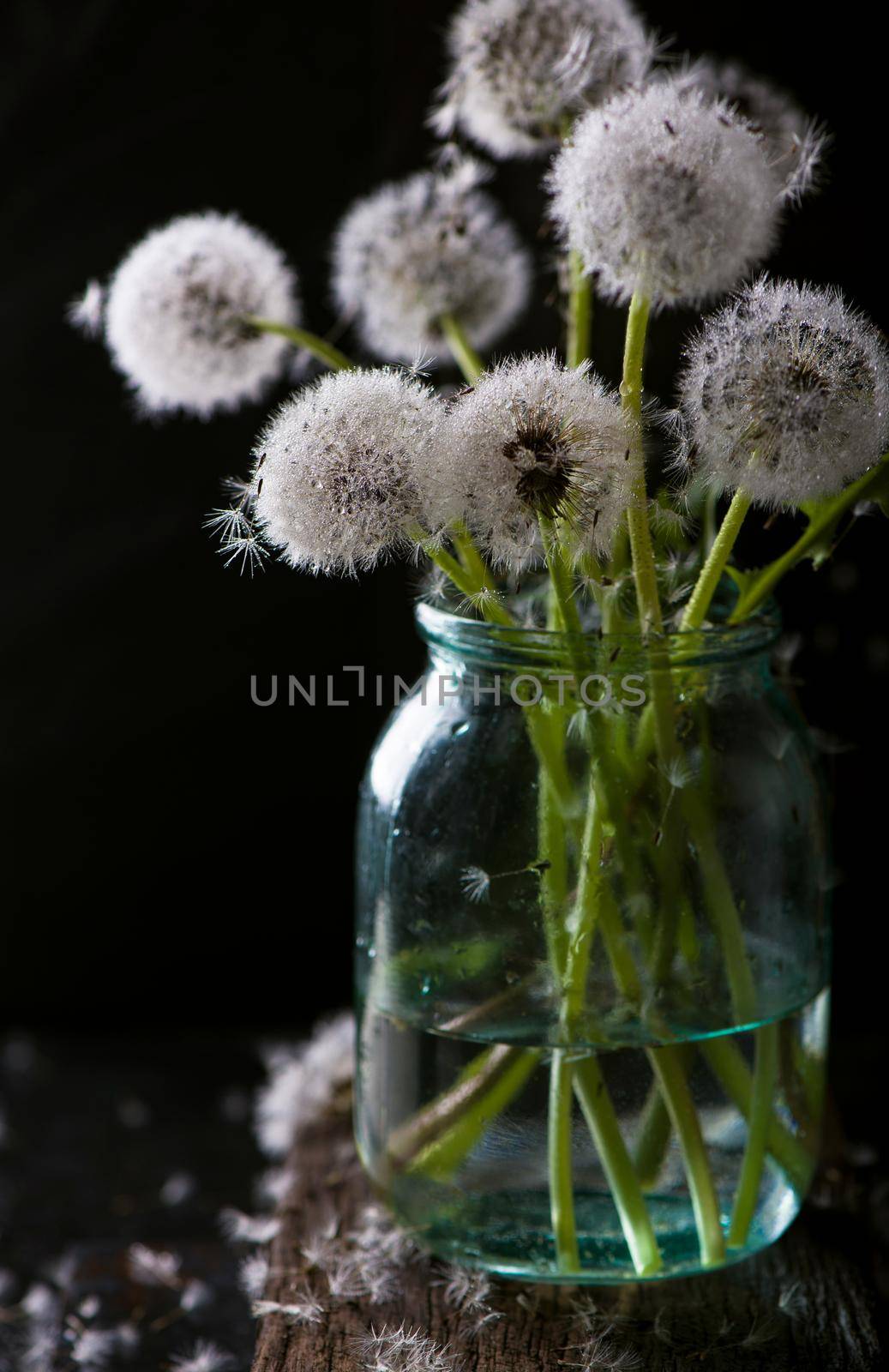 A bouquet of dried dandelions in a jar of water on a black background. by aprilphoto