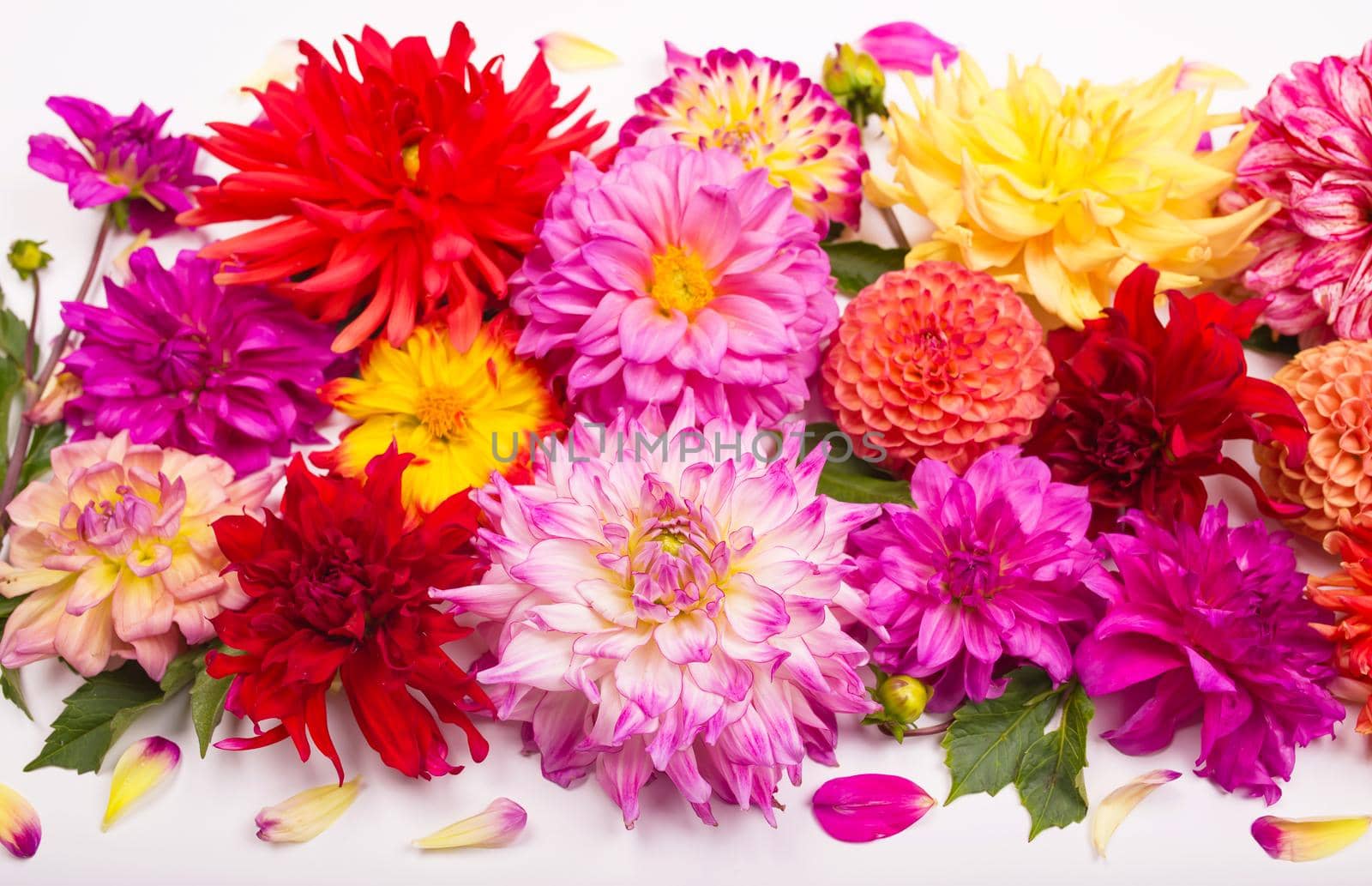 Deautiful flower of pink dahlia isolated on a white background by aprilphoto