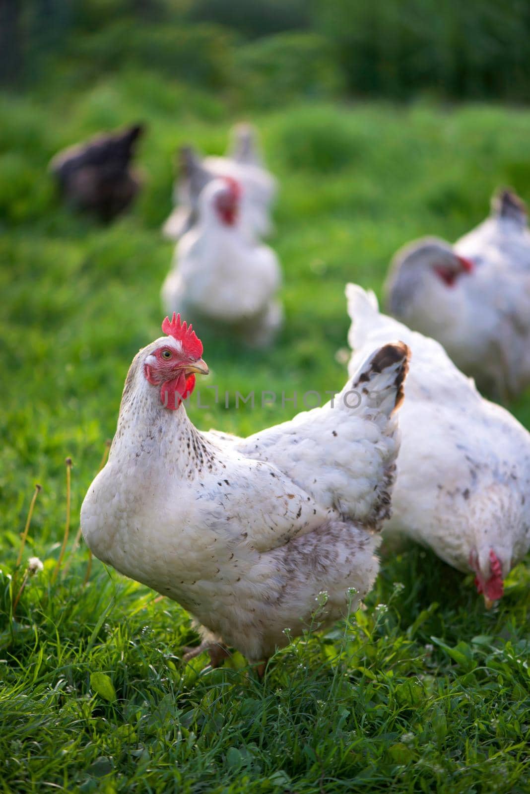 Rooster and Chickens. Free Range Cock and Hens.