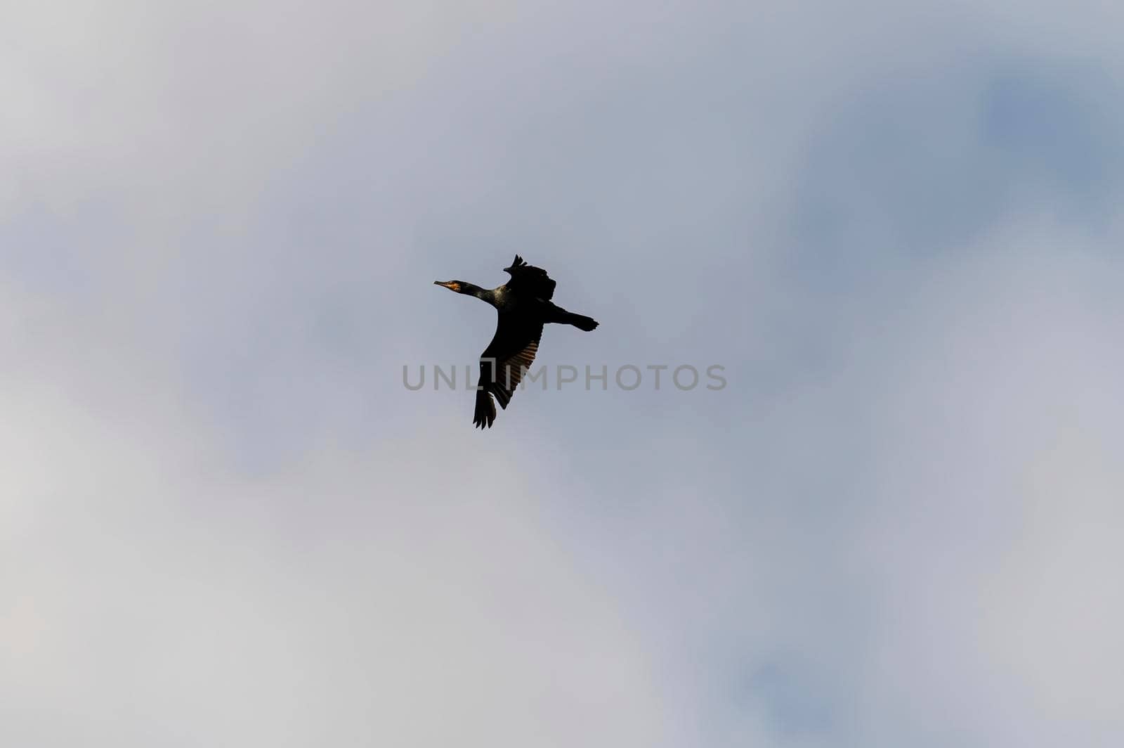 common cormorant bird looking for prey on a sunny day