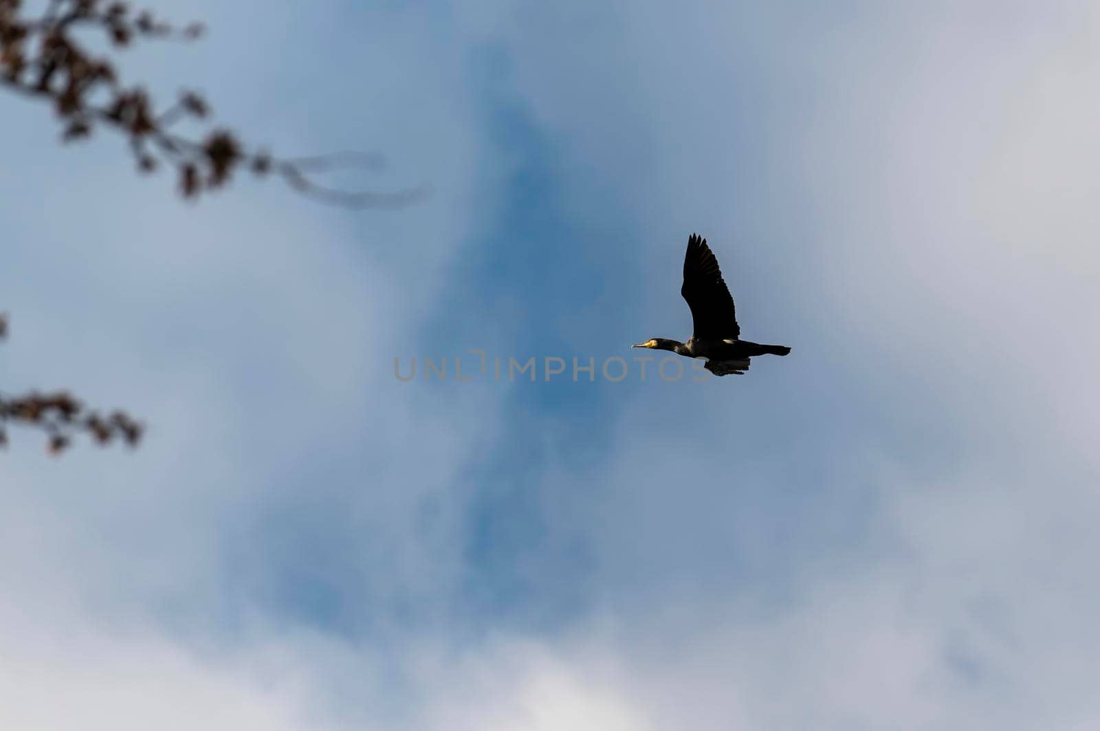 common cormorant bird looking for prey on a sunny day