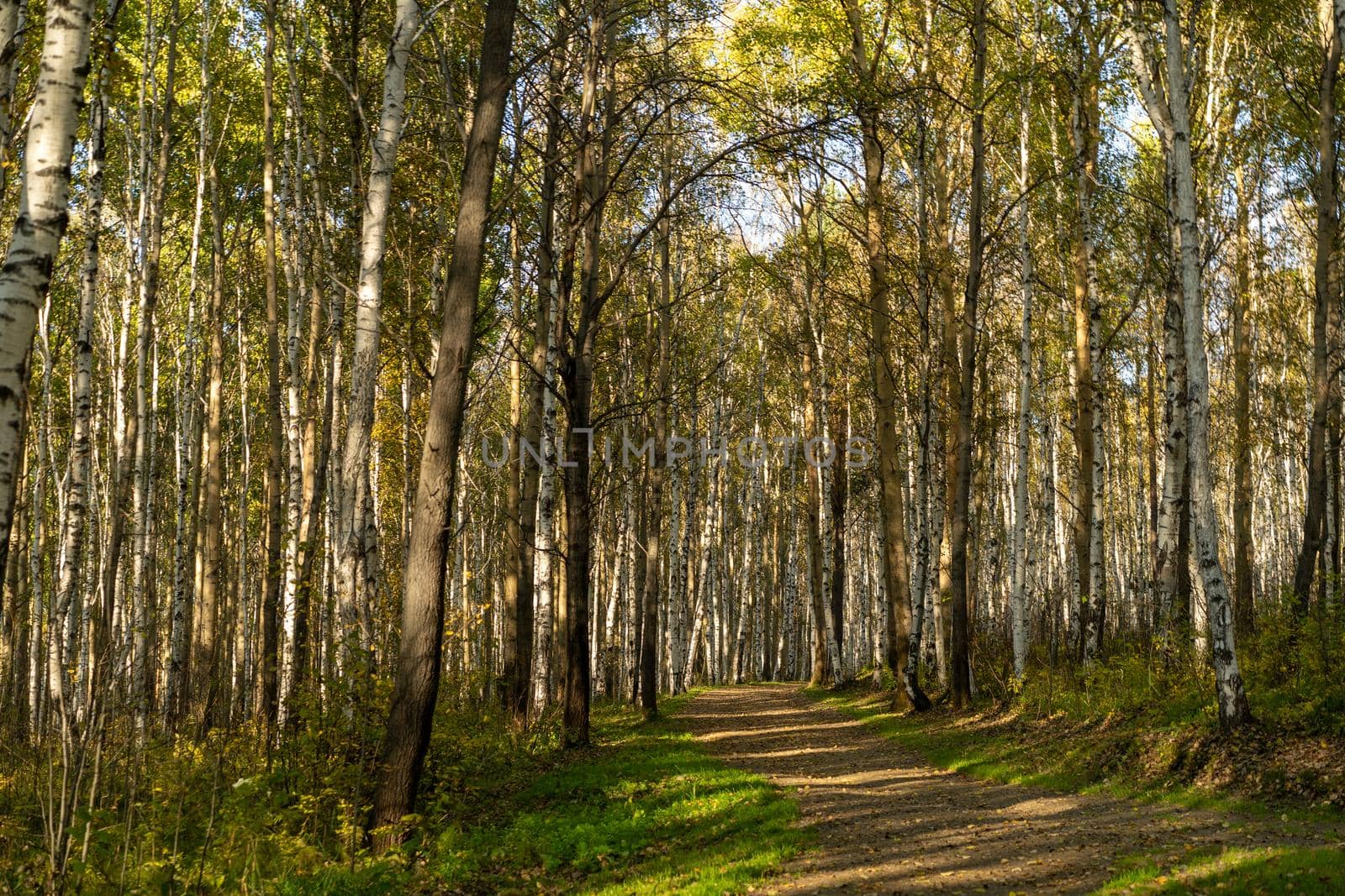 Natural landscape with a view of trees and a path in the grove. Autumn, seasons.