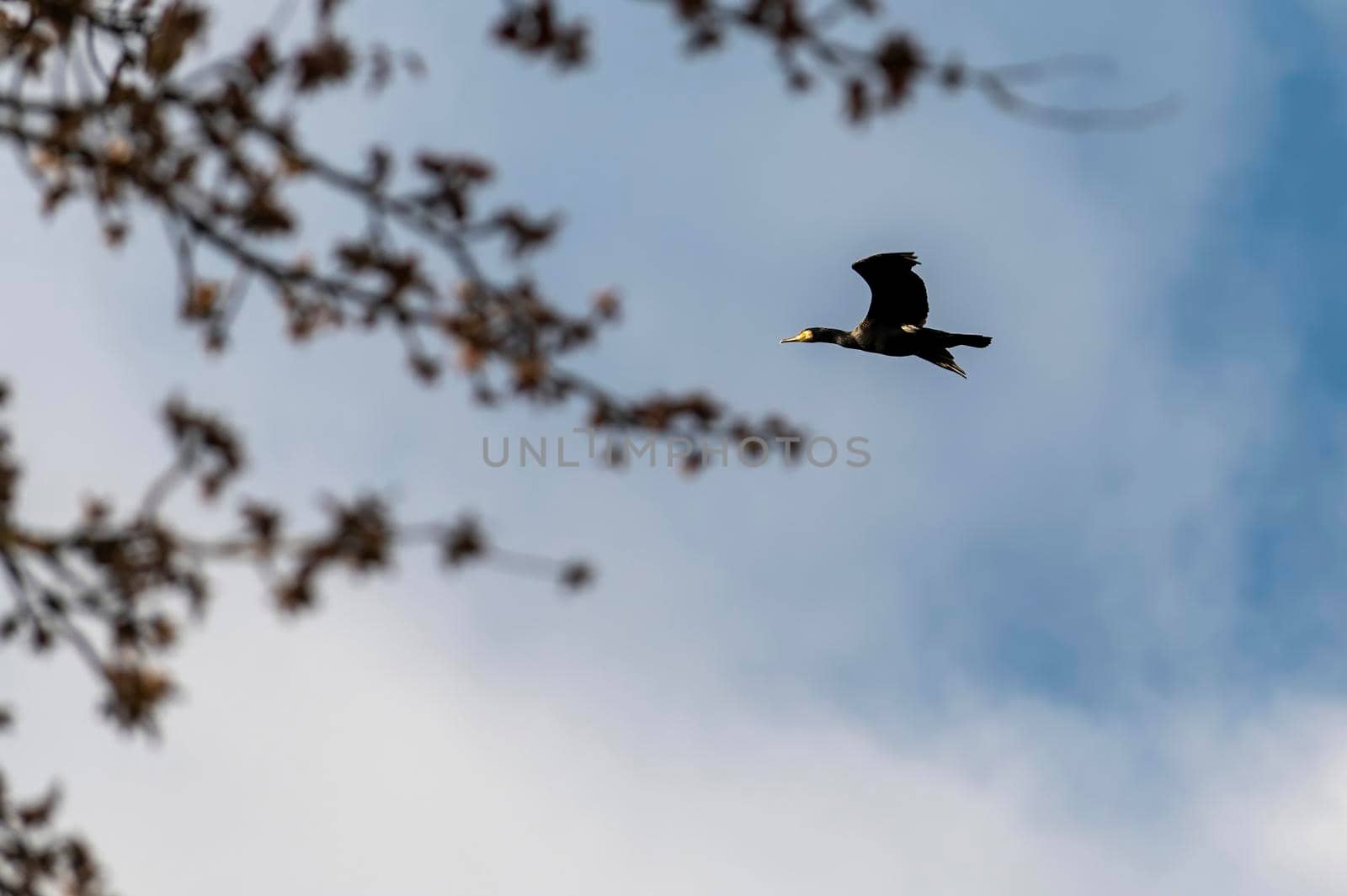 common cormorant bird looking for prey on a sunny day