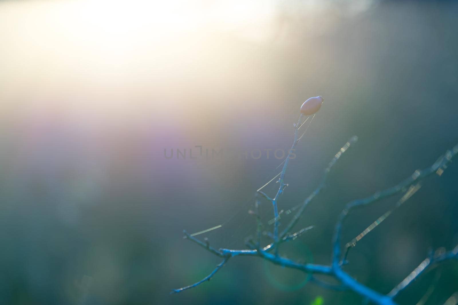 The branch of wild rose backlit in soft blue-grey background.