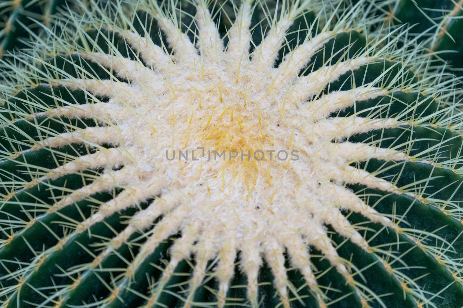 natural background with large bright cactus thorns in the macro