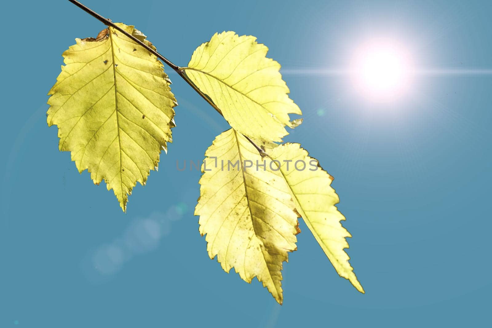 Autumn yellow leaves against the sky and bright sun.