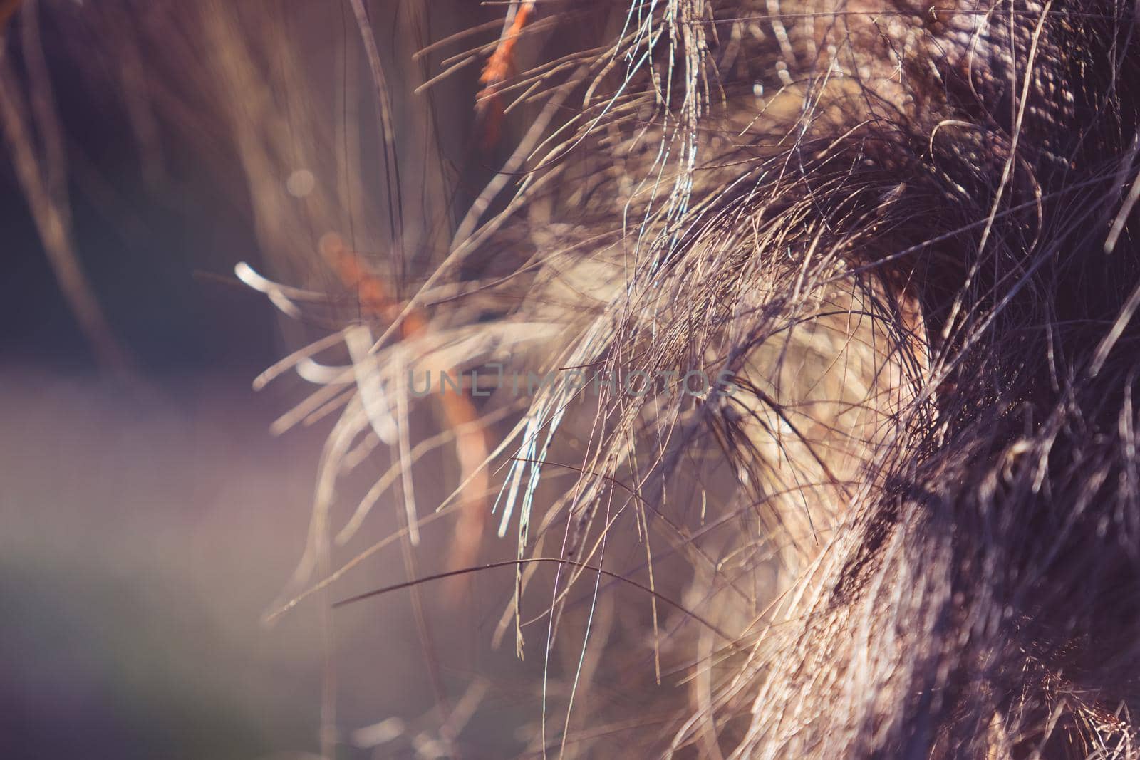 Palm fibers on a blurred background, abstraction