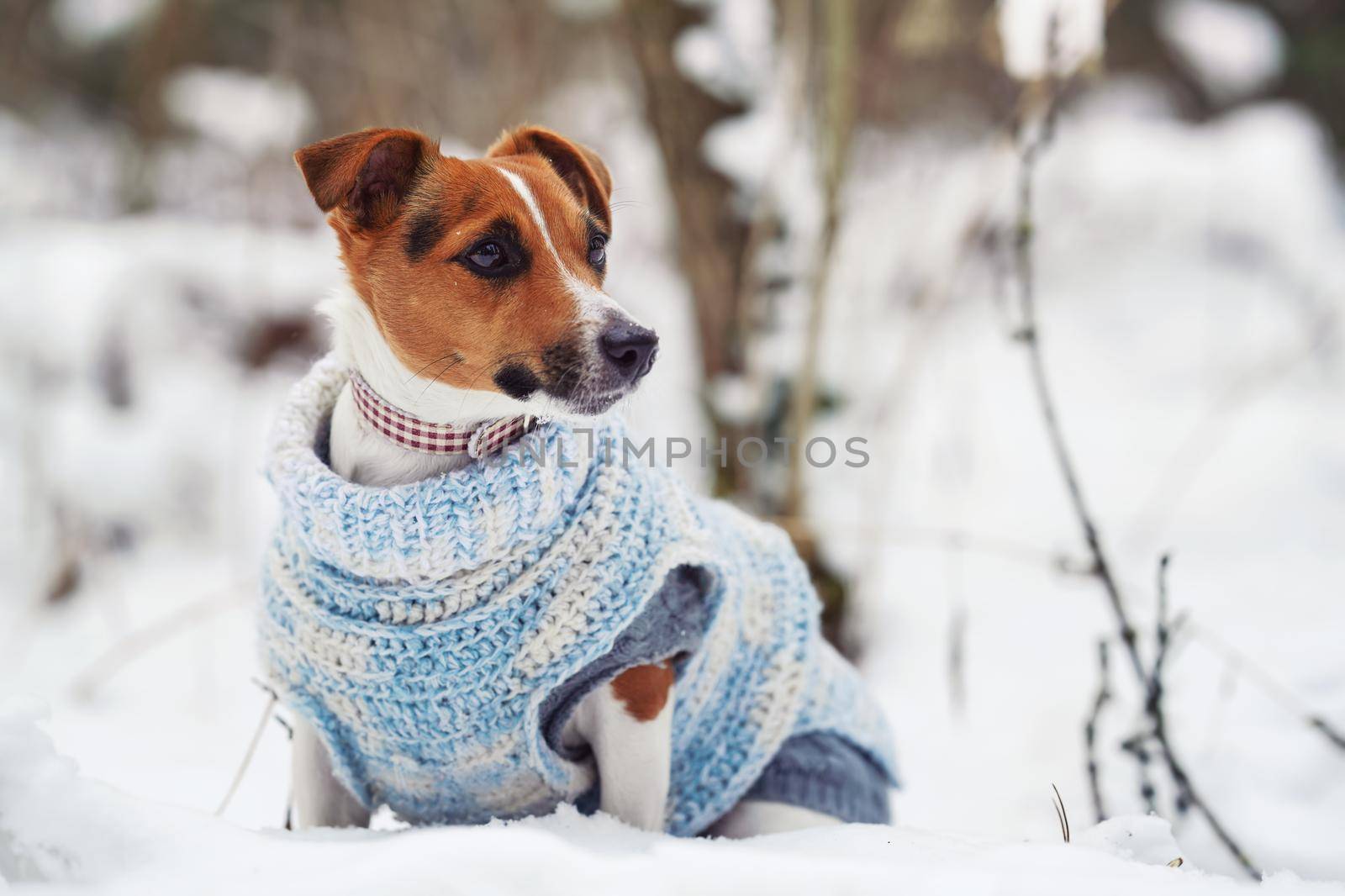 Small Jack Russell terrier sitting on snow covered field wearing knitted white blue jumper, looking curiously.
