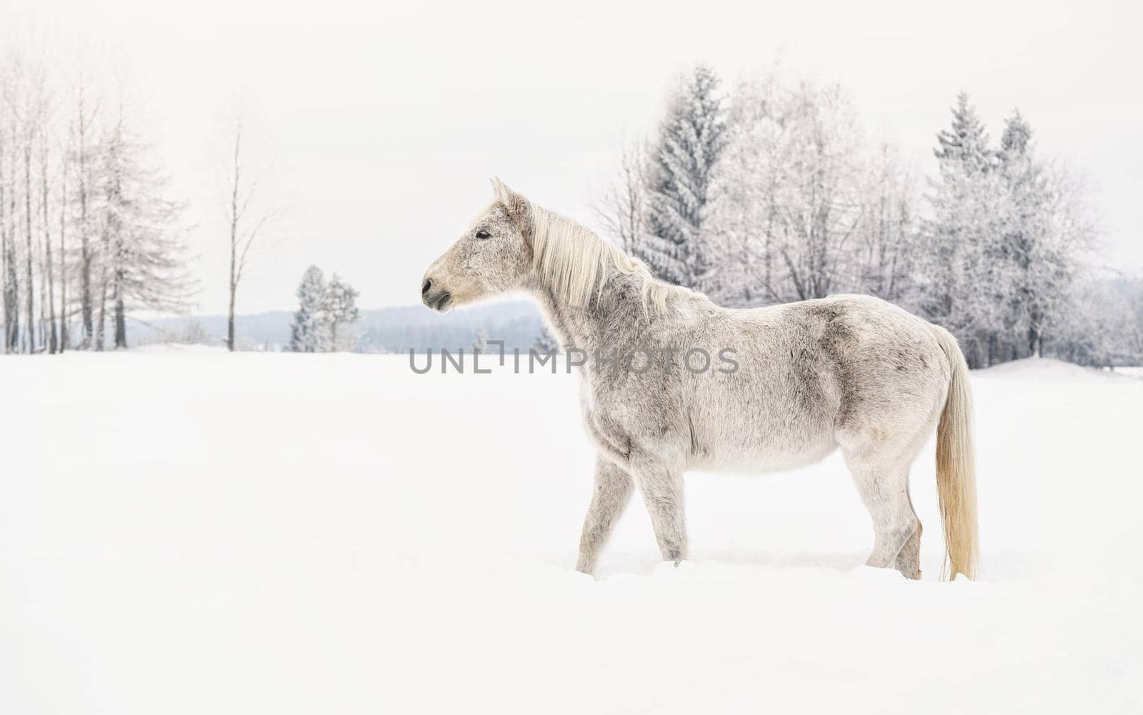 White horse standing on snow field, side view, blurred trees in background.