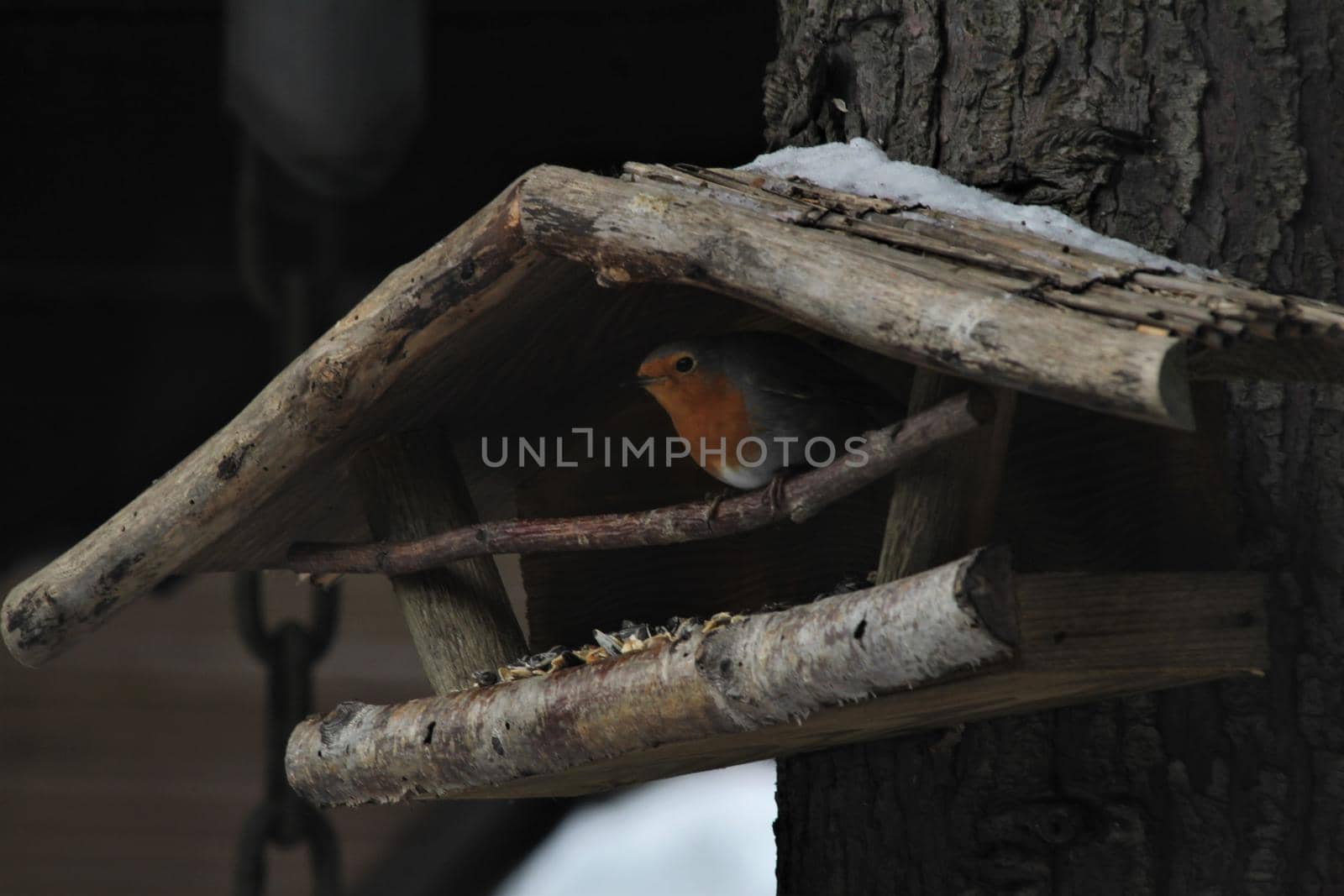 A little robin sits in a birch wooden bird feeder