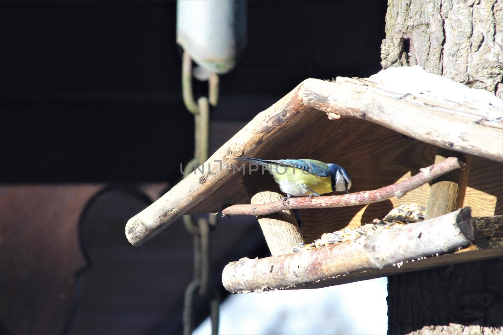 A blue tit sits in a wooden bird feeder on a tree