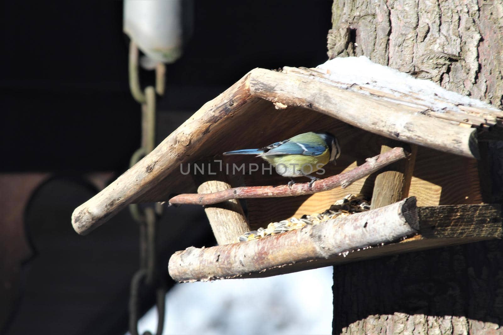 A blue tit sits in a wooden bird feeder on a tree